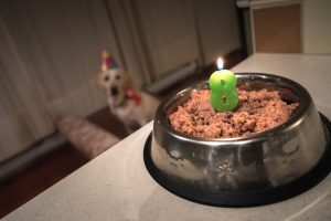 8歳の誕生日とドッグフード