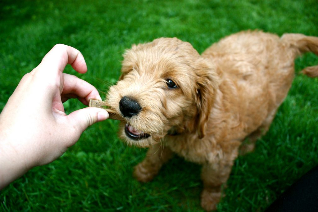 愛犬のしつけならドッグフードよりトリーツ おやつ が最強な理由 ドッグフードジプシーはだめだワン 評判のグレインフリーを選ぶ評価ポイントはこれ