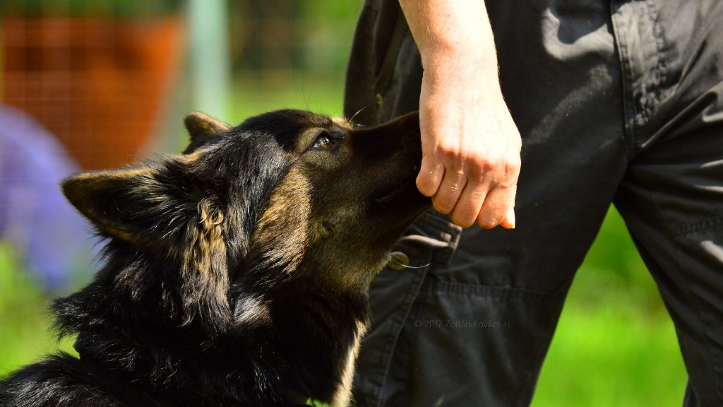 愛犬のしつけならドッグフードよりトリーツ おやつ が最強な理由 ドッグフードジプシーはだめだワン 評判のグレインフリーを選ぶ評価ポイントはこれ