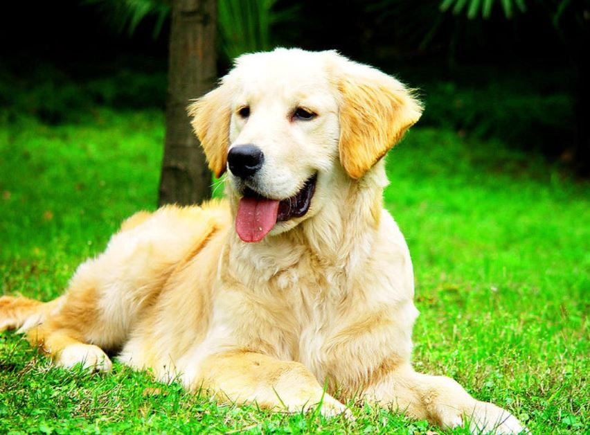 芝生に座っている愛犬