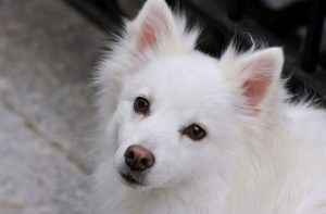 落ち着いた顔の白い犬