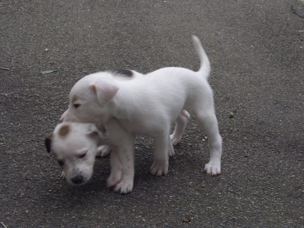 甘噛みしながら遊ぶ2匹の犬