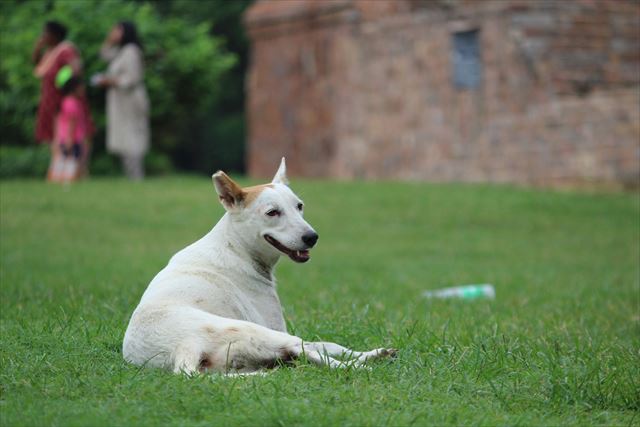 芝生に座っている犬