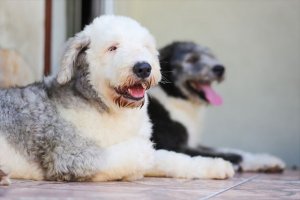 黒と白の2匹の犬