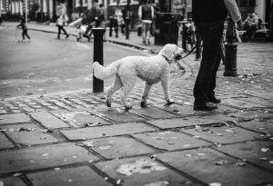 都会で散歩する犬