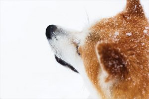雪が嬉しそうな柴犬